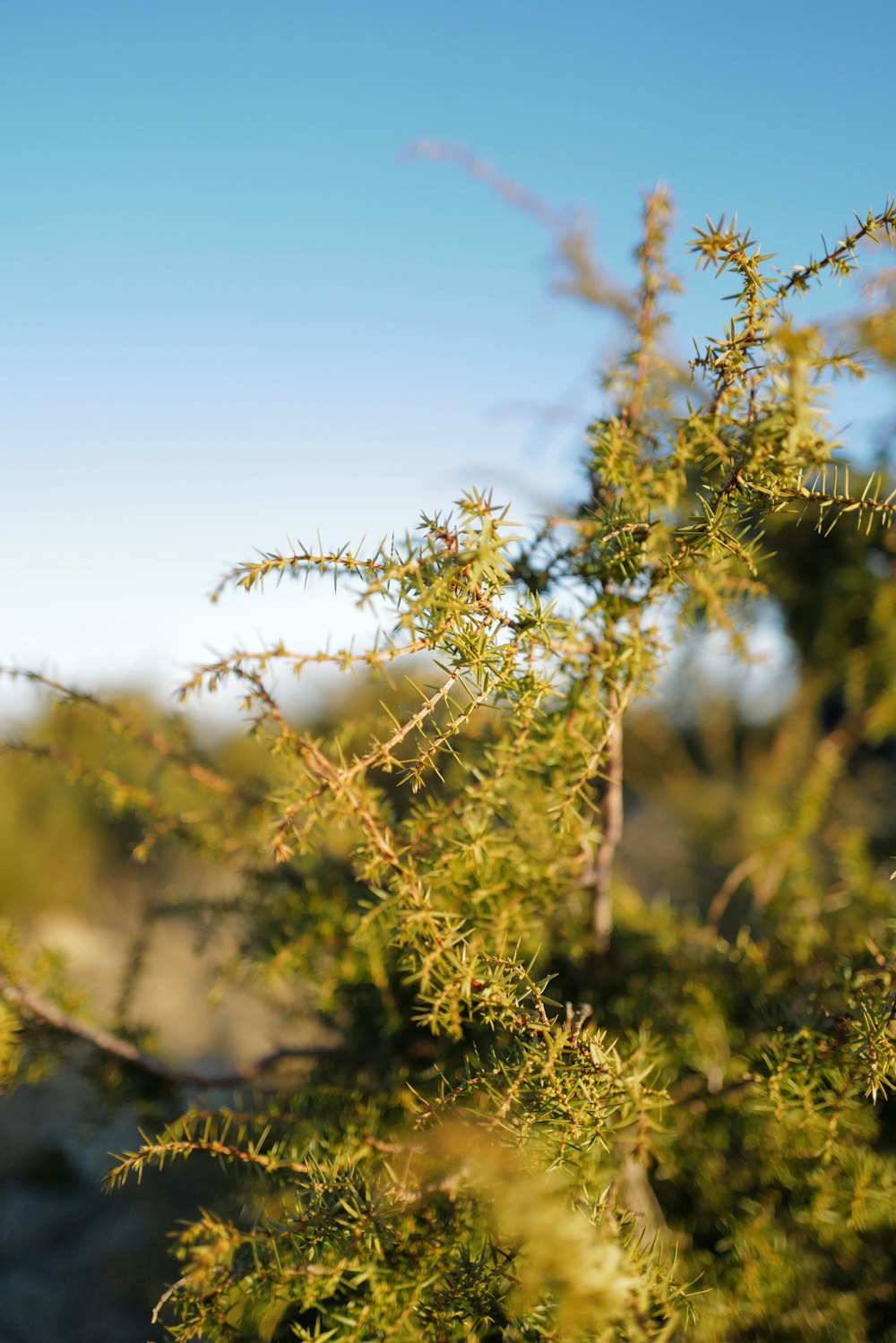 a close up of a tree branch with a sky in the background