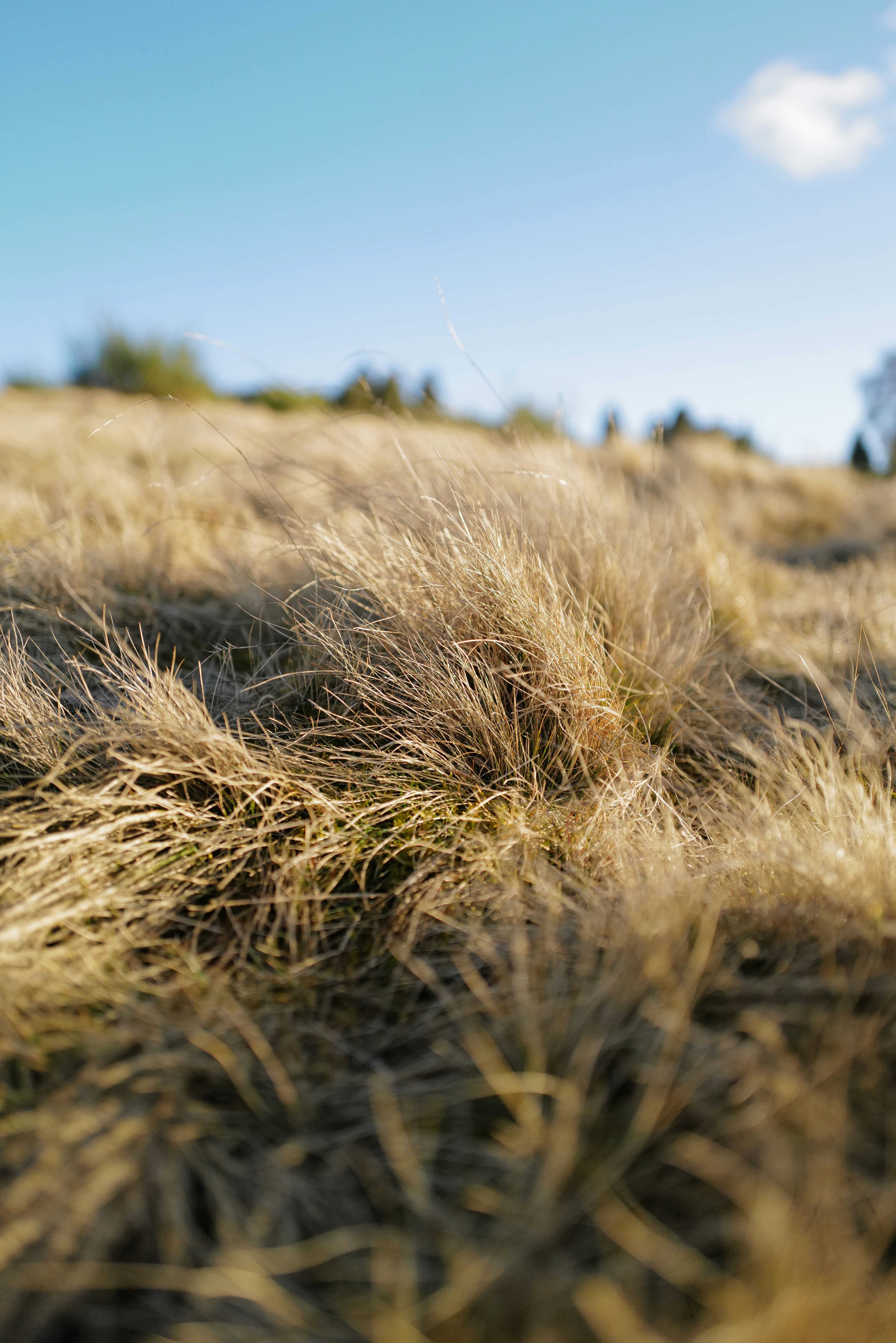 Foto Un campo cubierto de hierba con un cielo azul en el fondo – Imagen ...