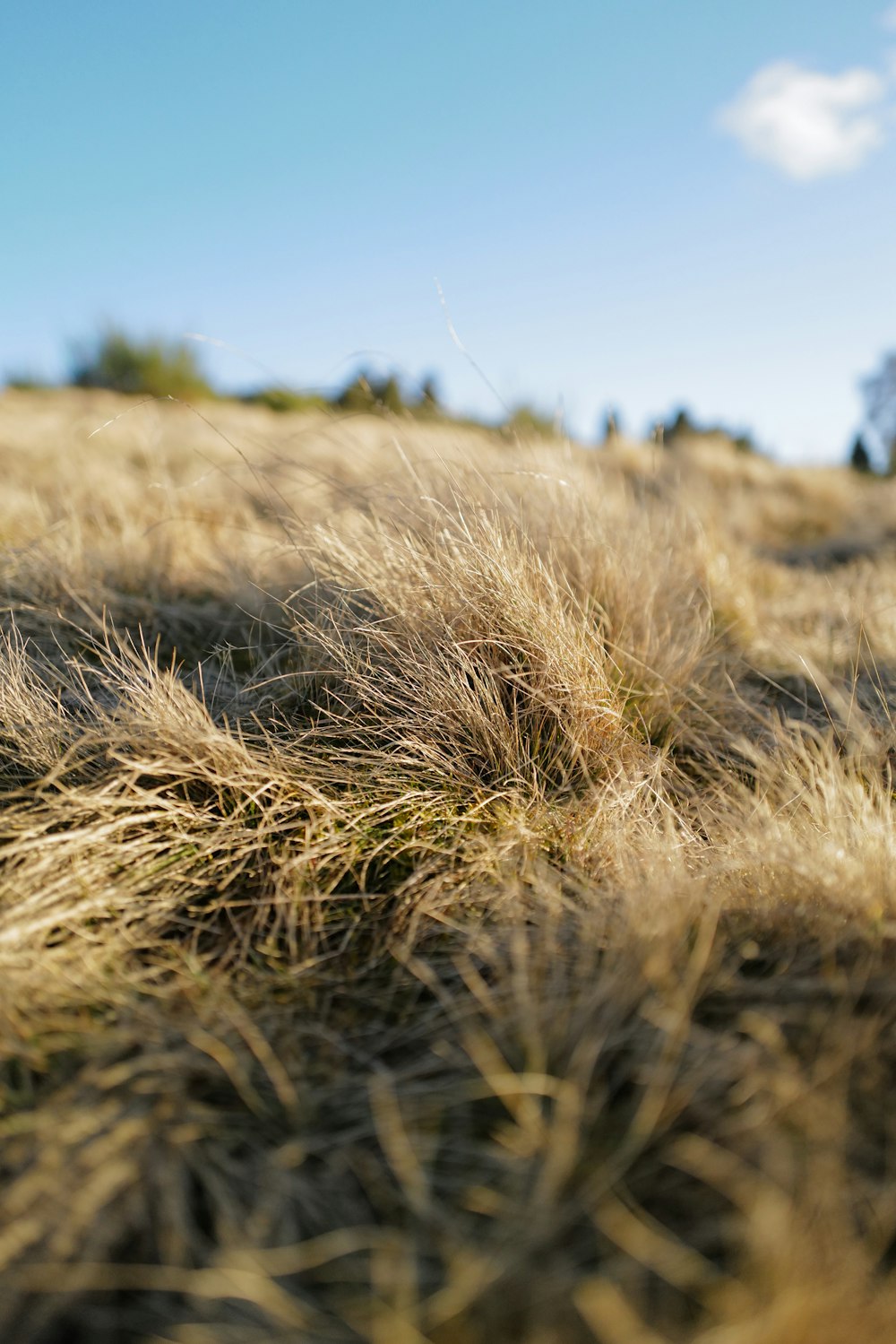 a grassy field with a blue sky in the background