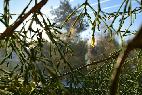 Branches and leaves are positioned closely together, with sunlight creating a bright, natural backlight. The branches are thin and green, with some parts slightly blurred, suggesting depth. The background shows a clear sky and the top of a tree, giving a sense of being outdoors.