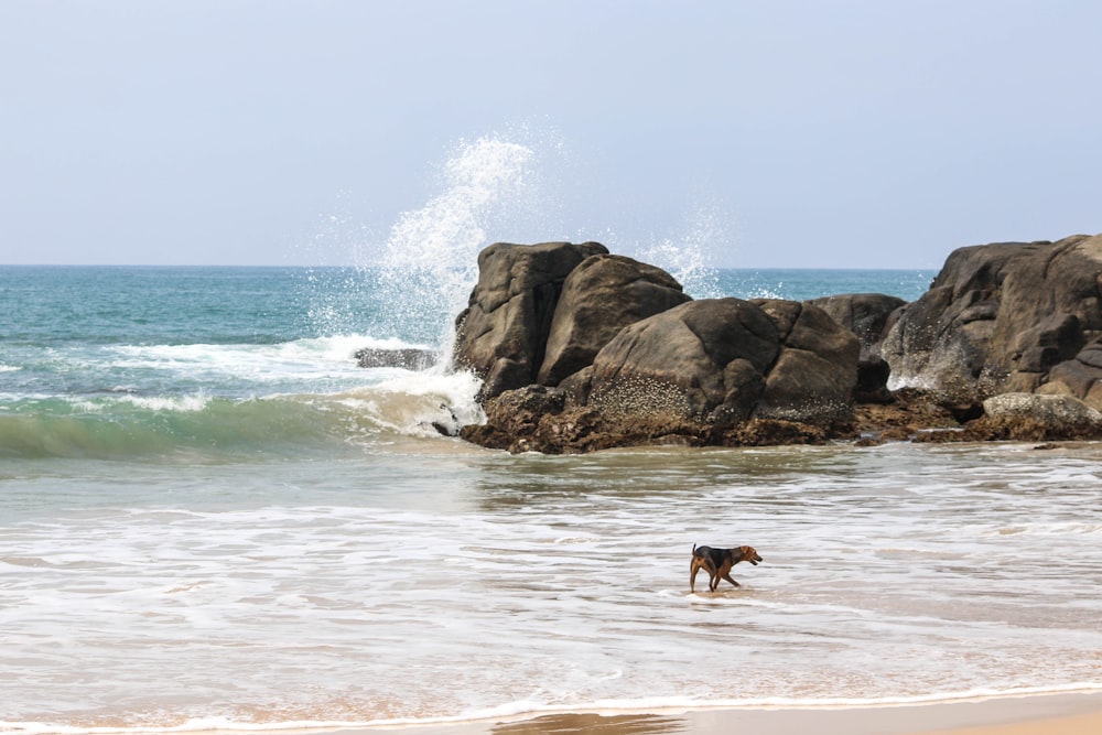 a dog standing on top of a sandy beach next to the ocean