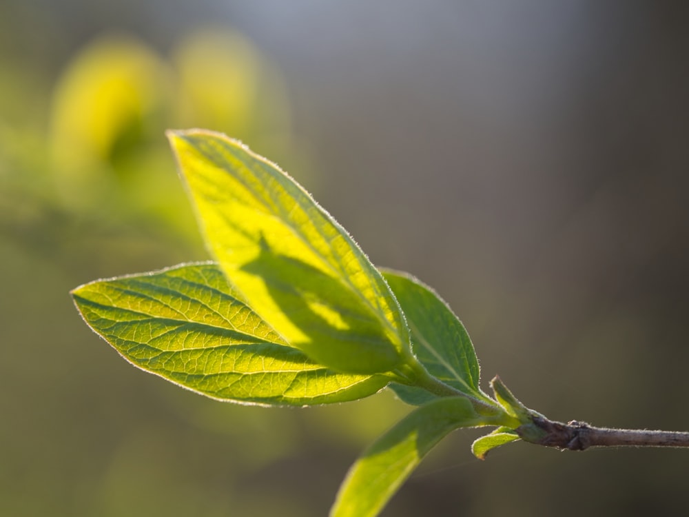 un primo piano di una foglia verde su un ramo