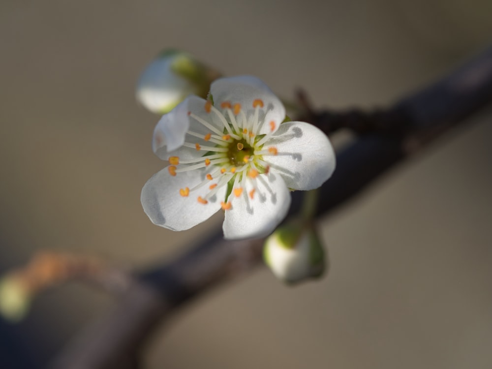 um close up de uma flor em um galho de árvore