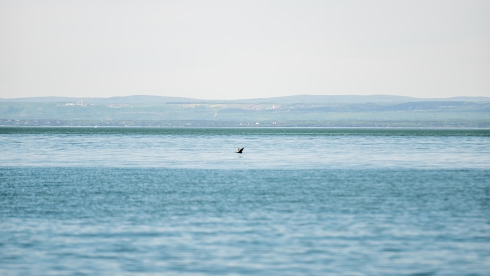 a bird flying over a large body of water
