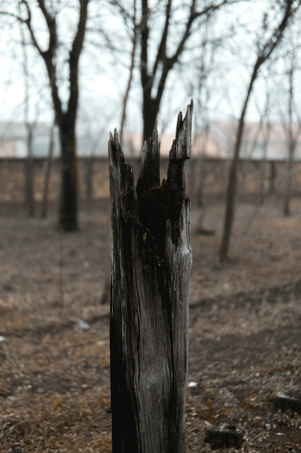 a tree stump in the middle of a field