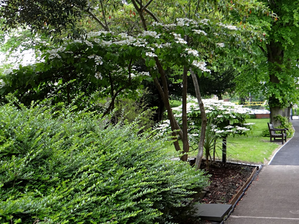 Una panchina del parco seduta accanto a un parco verde lussureggiante