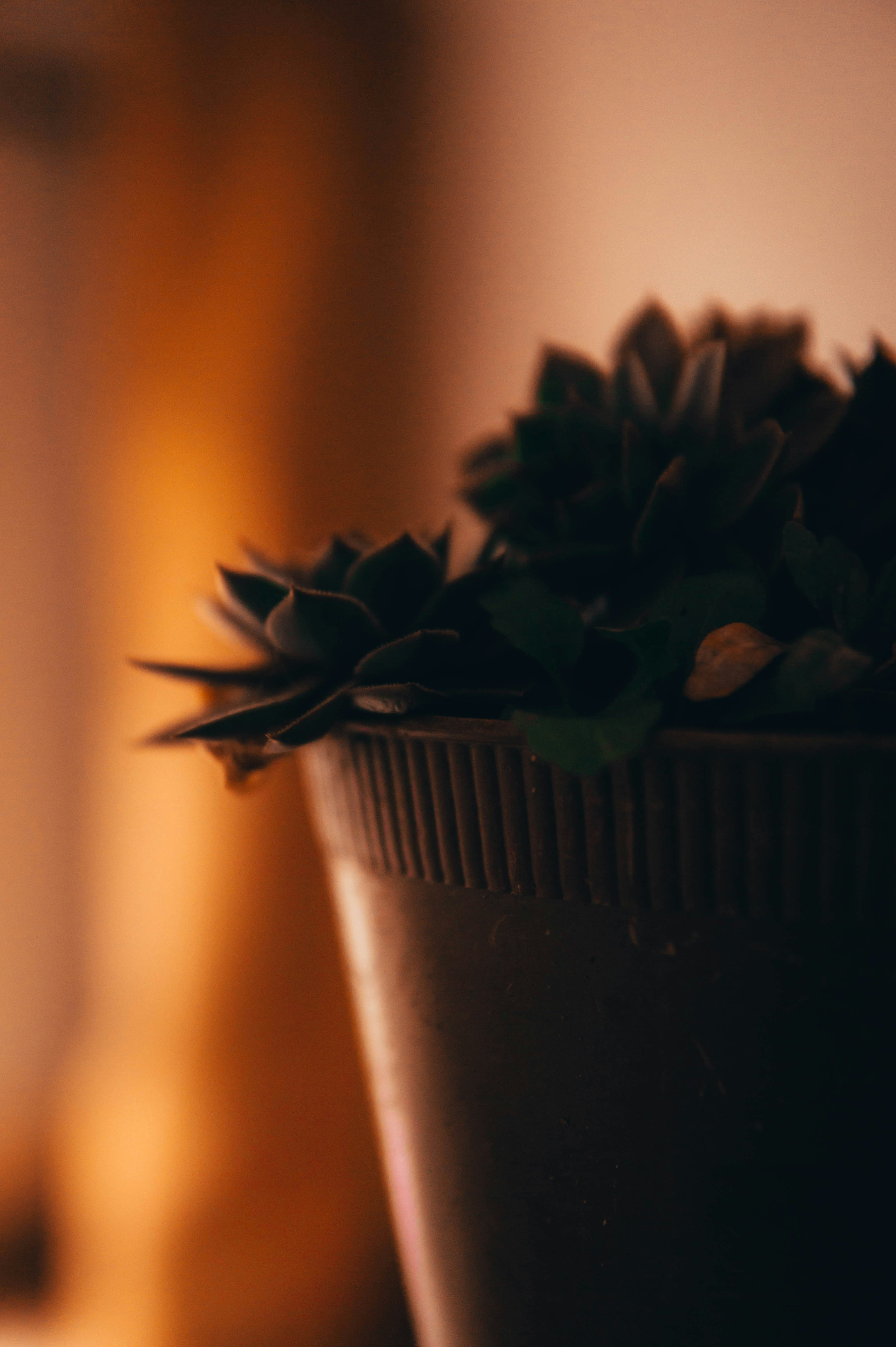 a close up of a potted plant on a table
