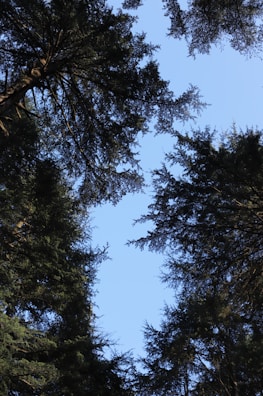 A panoramic view of a forest canopy under a clear blue sky.