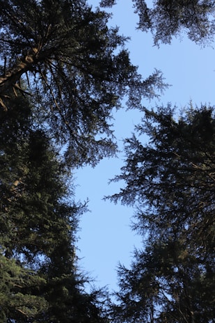 A panoramic view of a forest canopy under a clear blue sky.