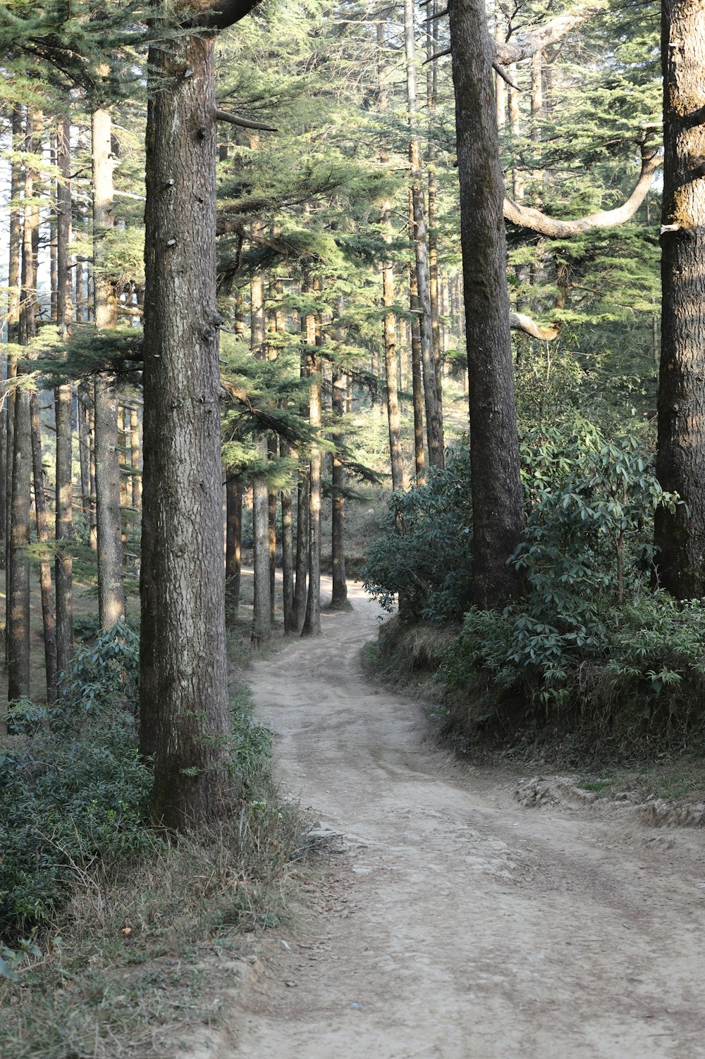 a dirt road in the middle of a forest