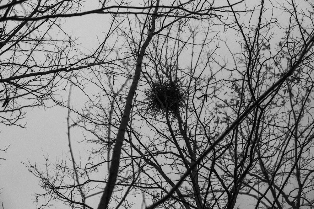 a black and white photo of a bird nest in a tree