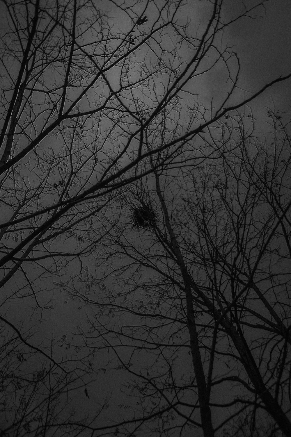 a black and white photo of bare trees