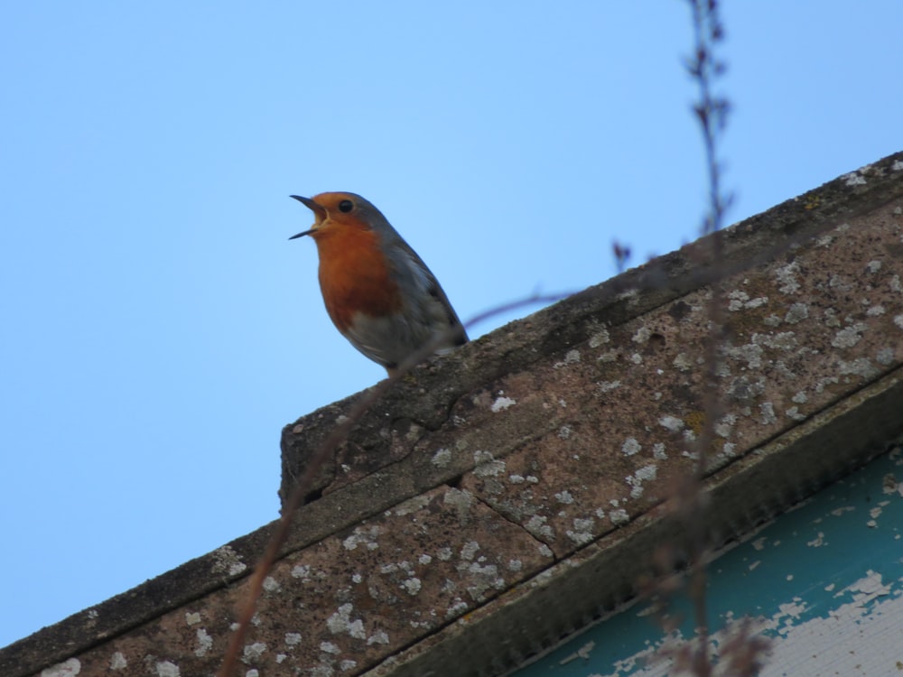 un piccolo uccello seduto sulla cima di un edificio