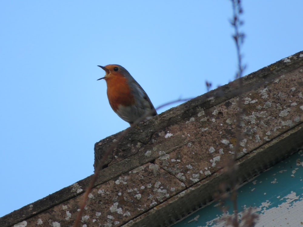 a small bird sitting on top of a building