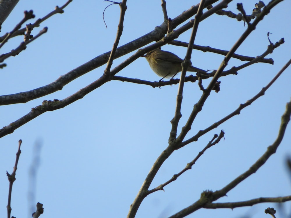 a bird sitting on a branch of a tree