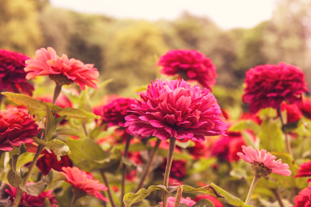 a field full of pink flowers with trees in the background