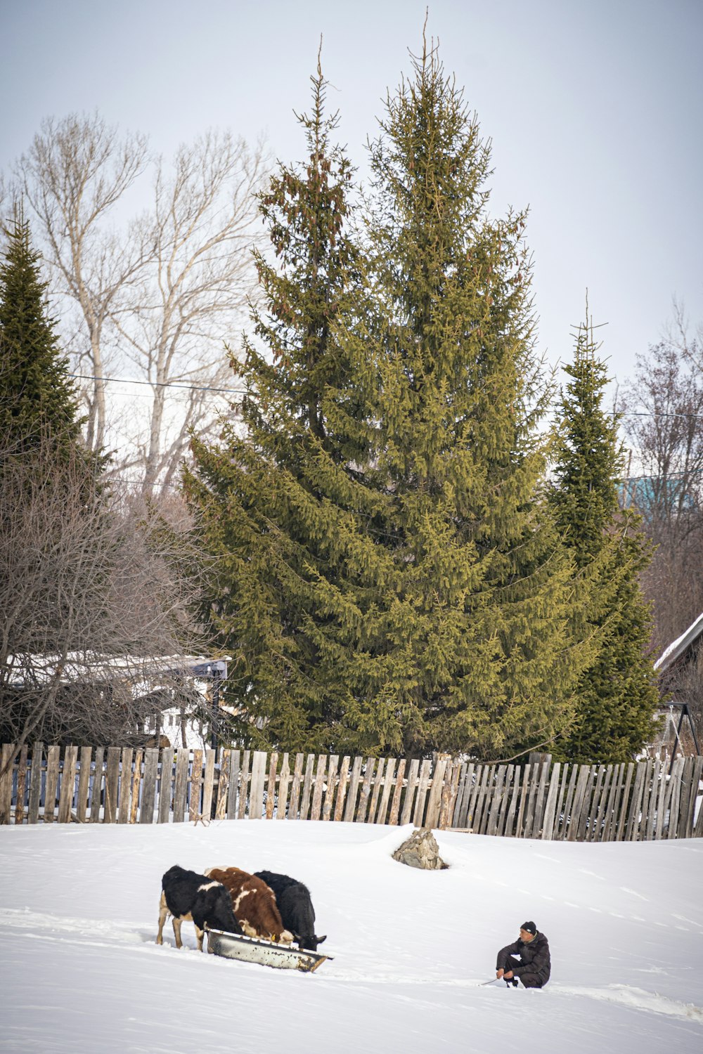 a man sitting in the snow next to two cows