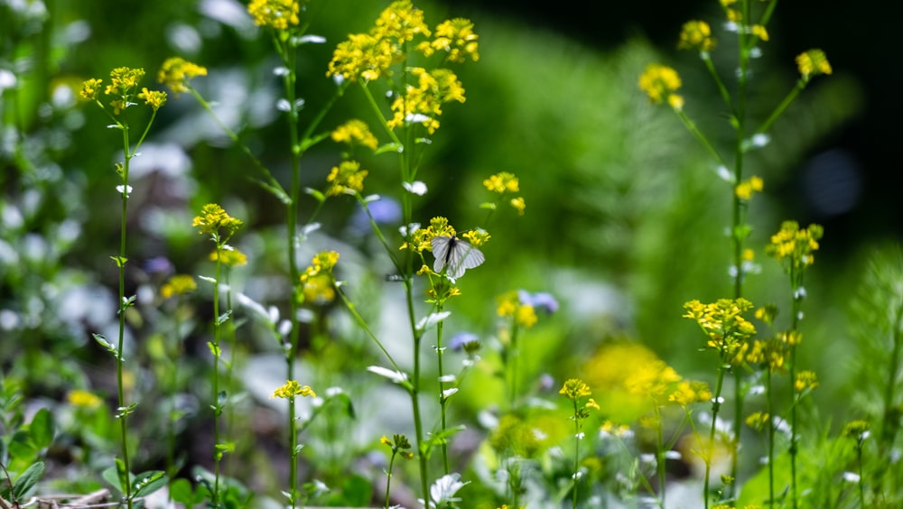 a bunch of flowers that are in the grass