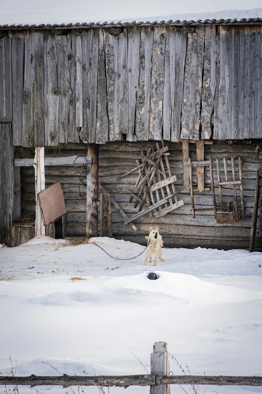 a dog that is standing in the snow