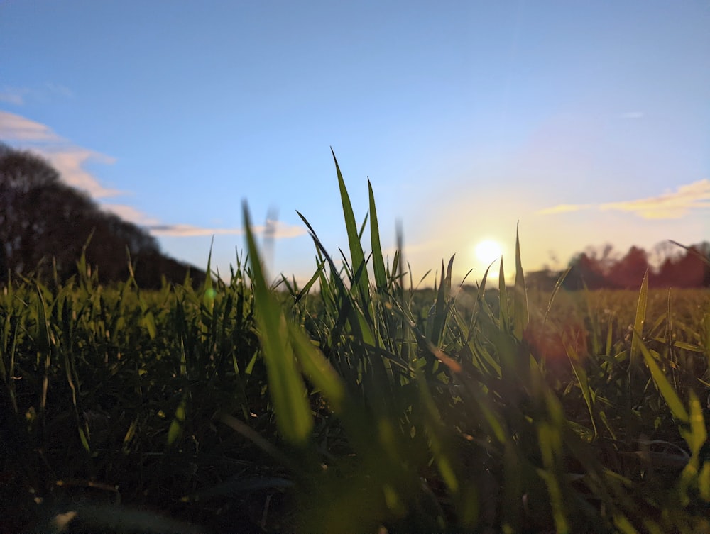 the sun is setting over a field of grass