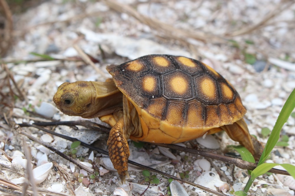 a yellow and black turtle sitting on the ground