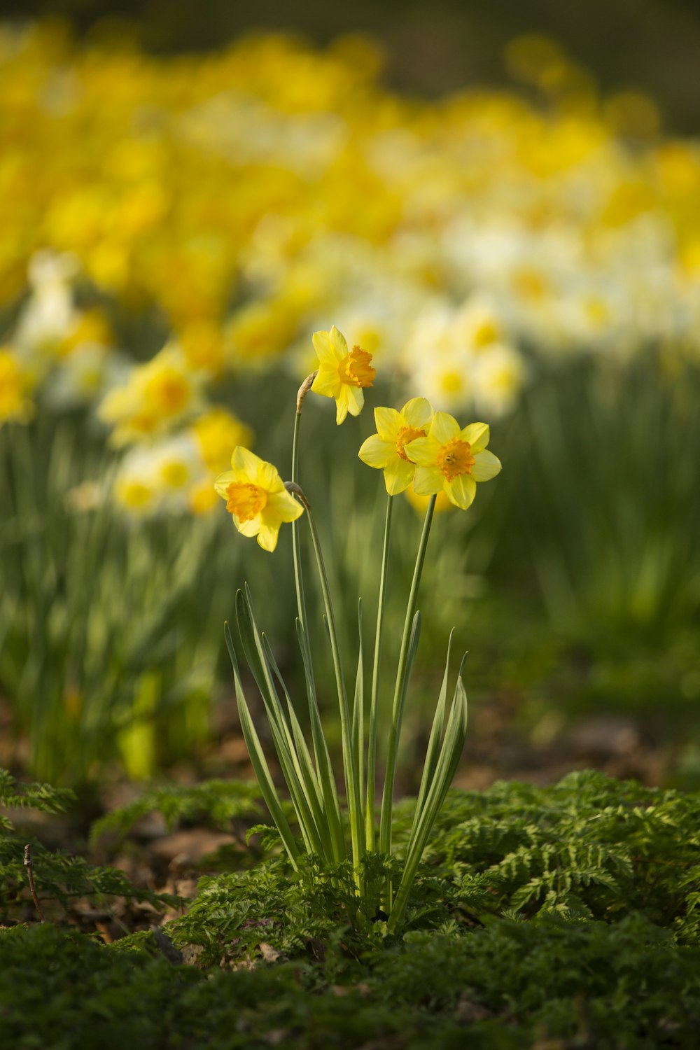 a field of yellow daffodils growing in the grass
