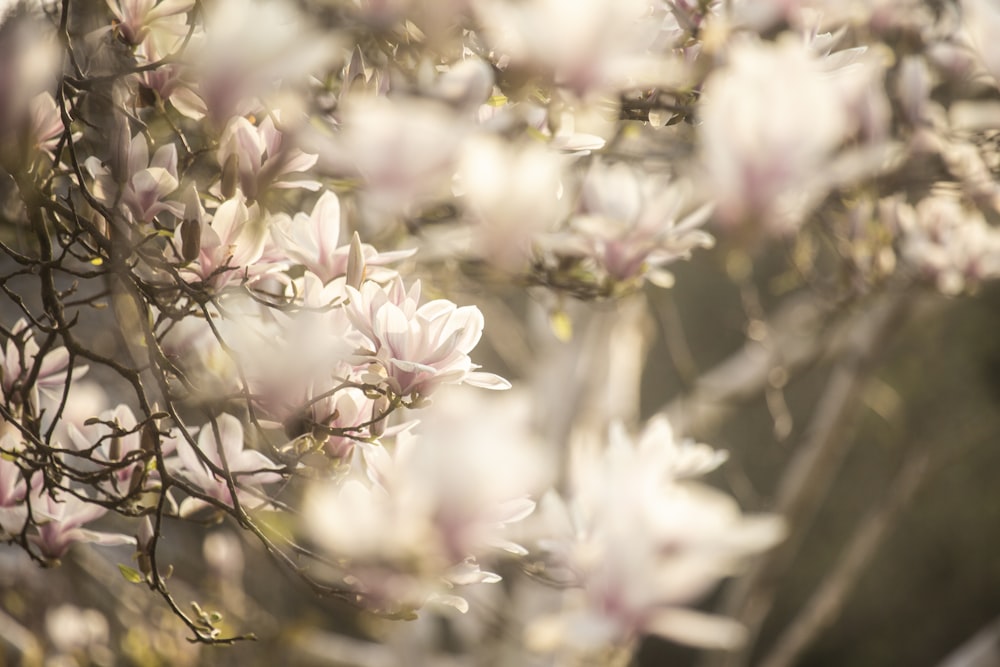 a bunch of flowers that are on a tree