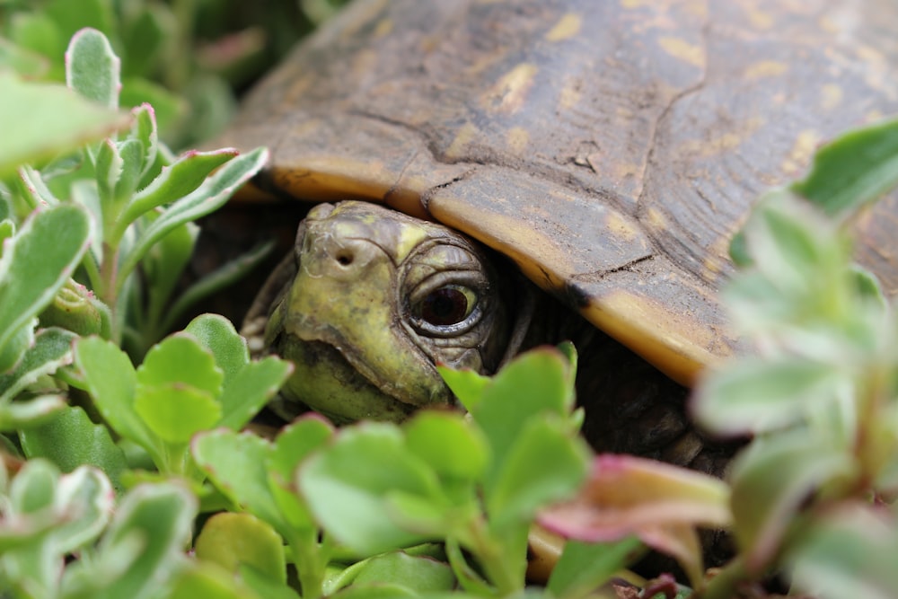 a close up of a turtle in the grass