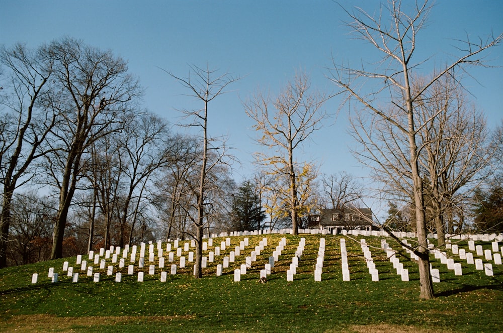 a cemetery with rows of headstones and trees