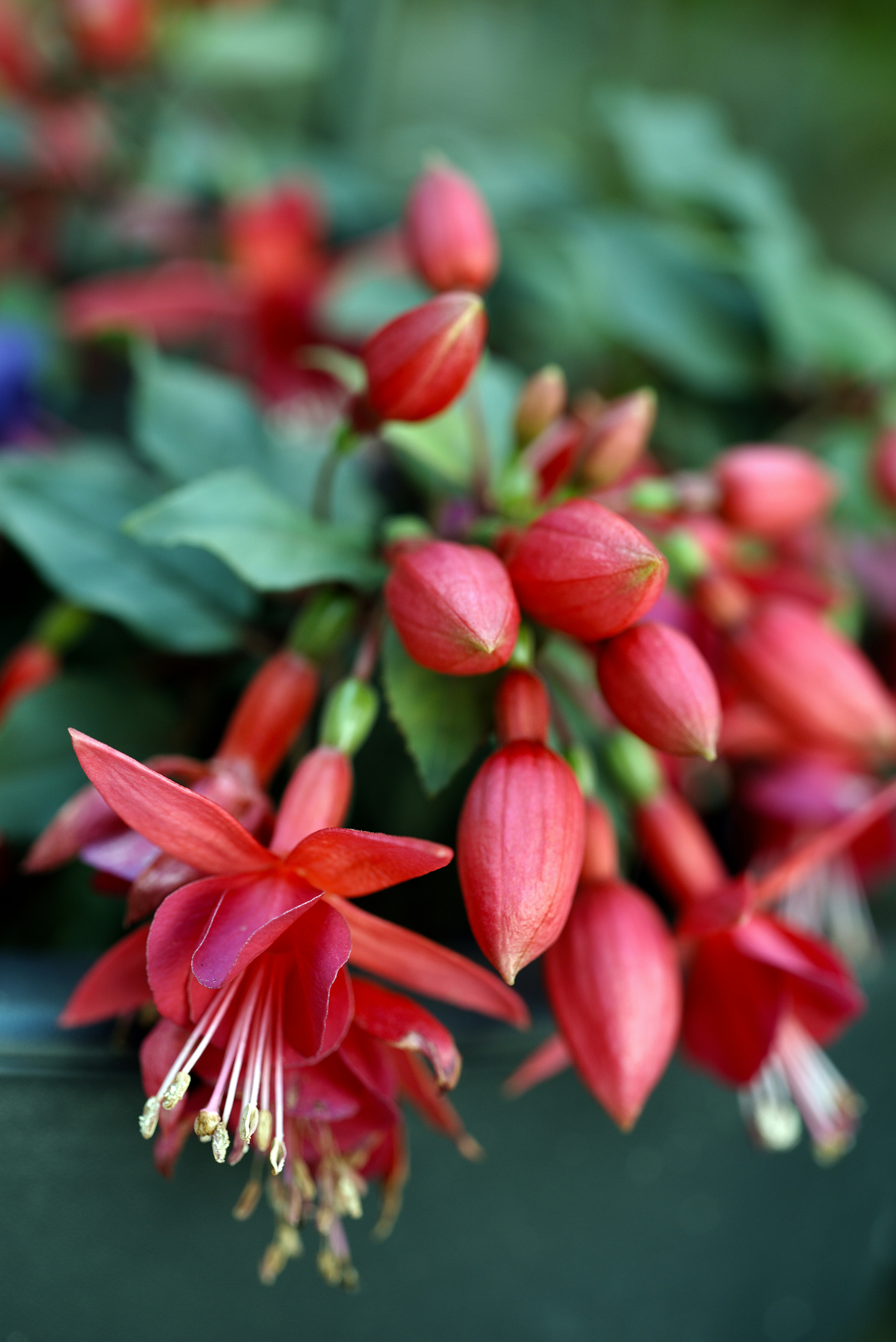 a close up of a bunch of red flowers