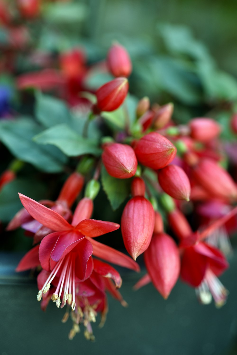 a close up of a bunch of red flowers