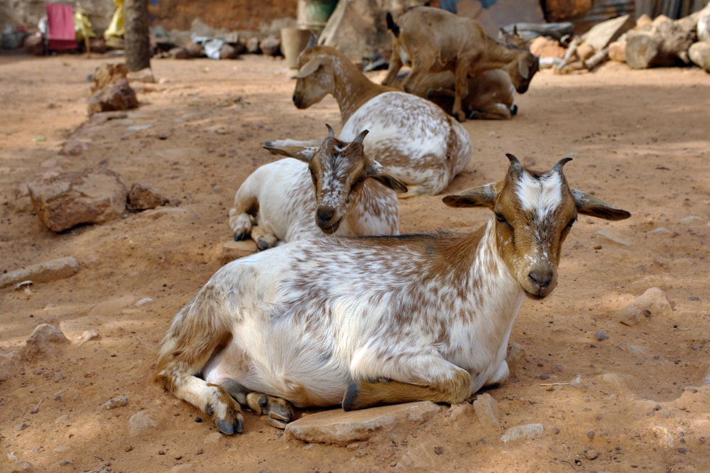 a herd of goats laying on top of a dirt field