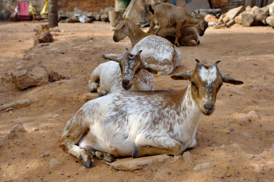 Products from Somalia