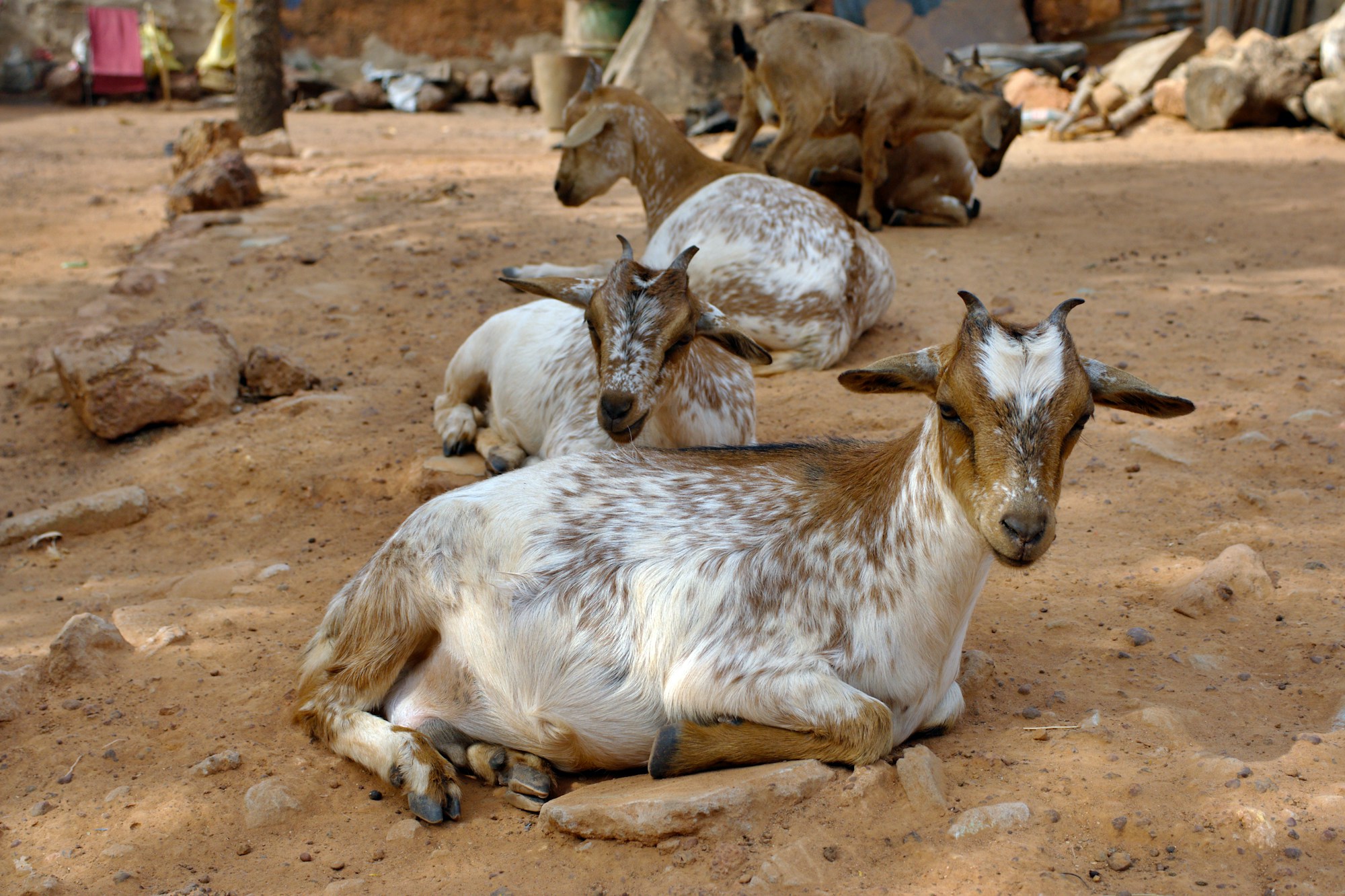 Exploring Burkina Faso: A Comprehensive Travel Guide