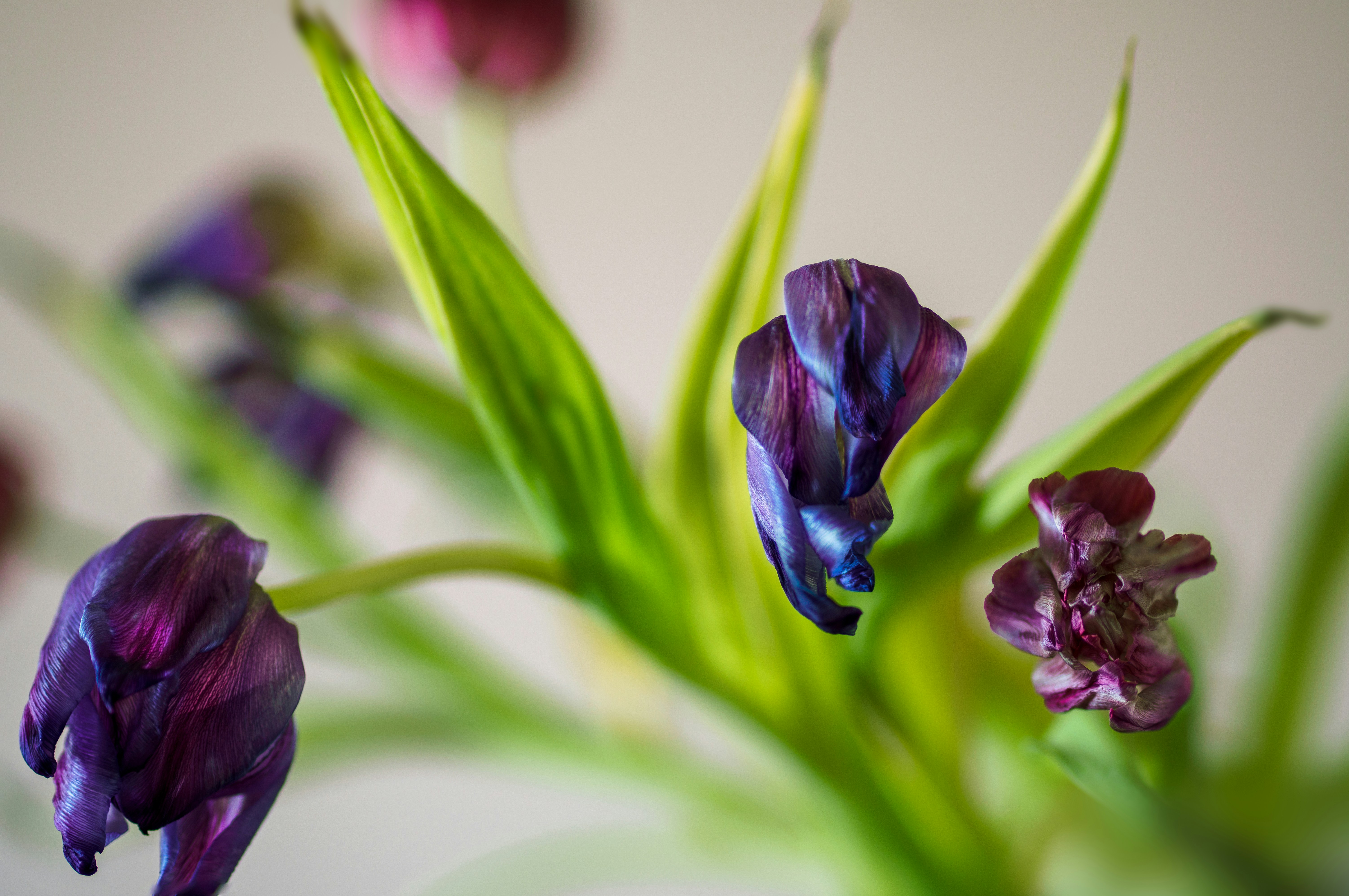 9 Best Plants Fridge Flowering Plants to Add Kitchen Color