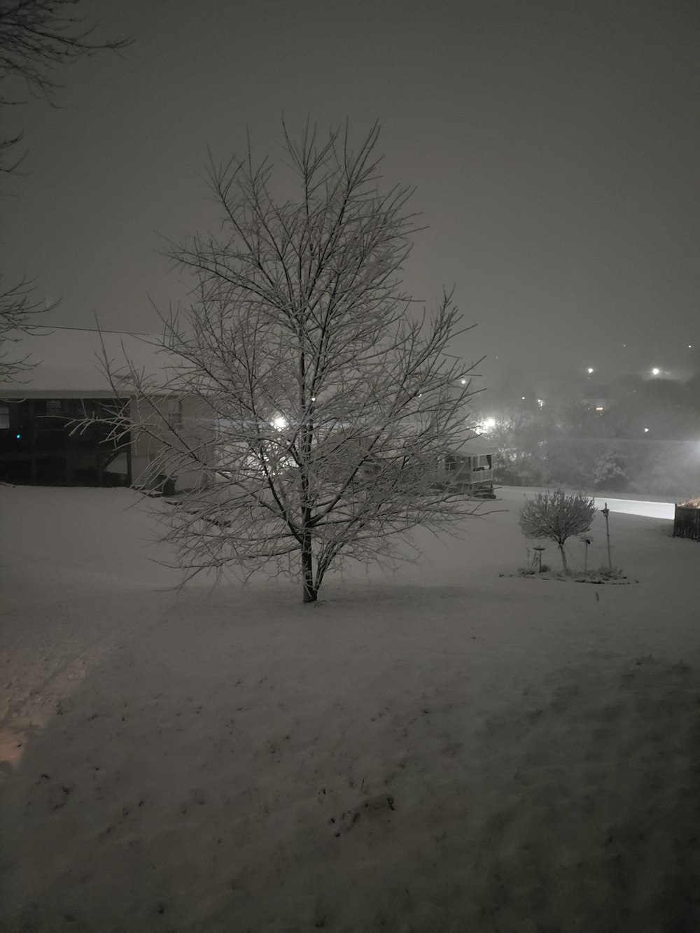 前景に木がある雪に覆われた野原