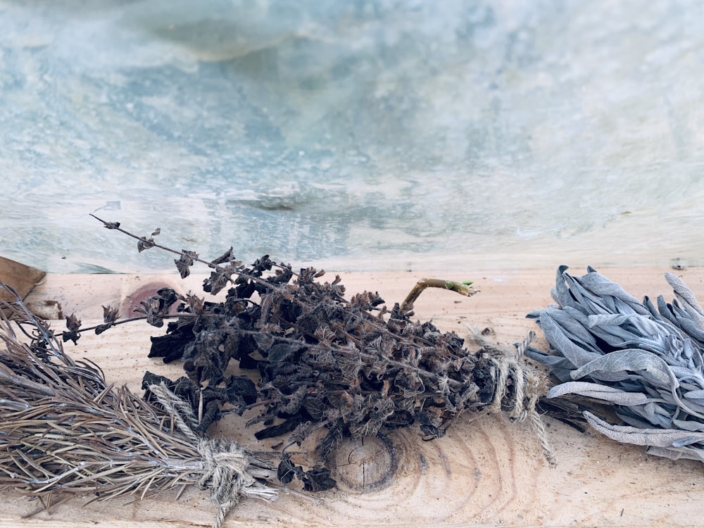 a pile of dried plants sitting on top of a sandy beach