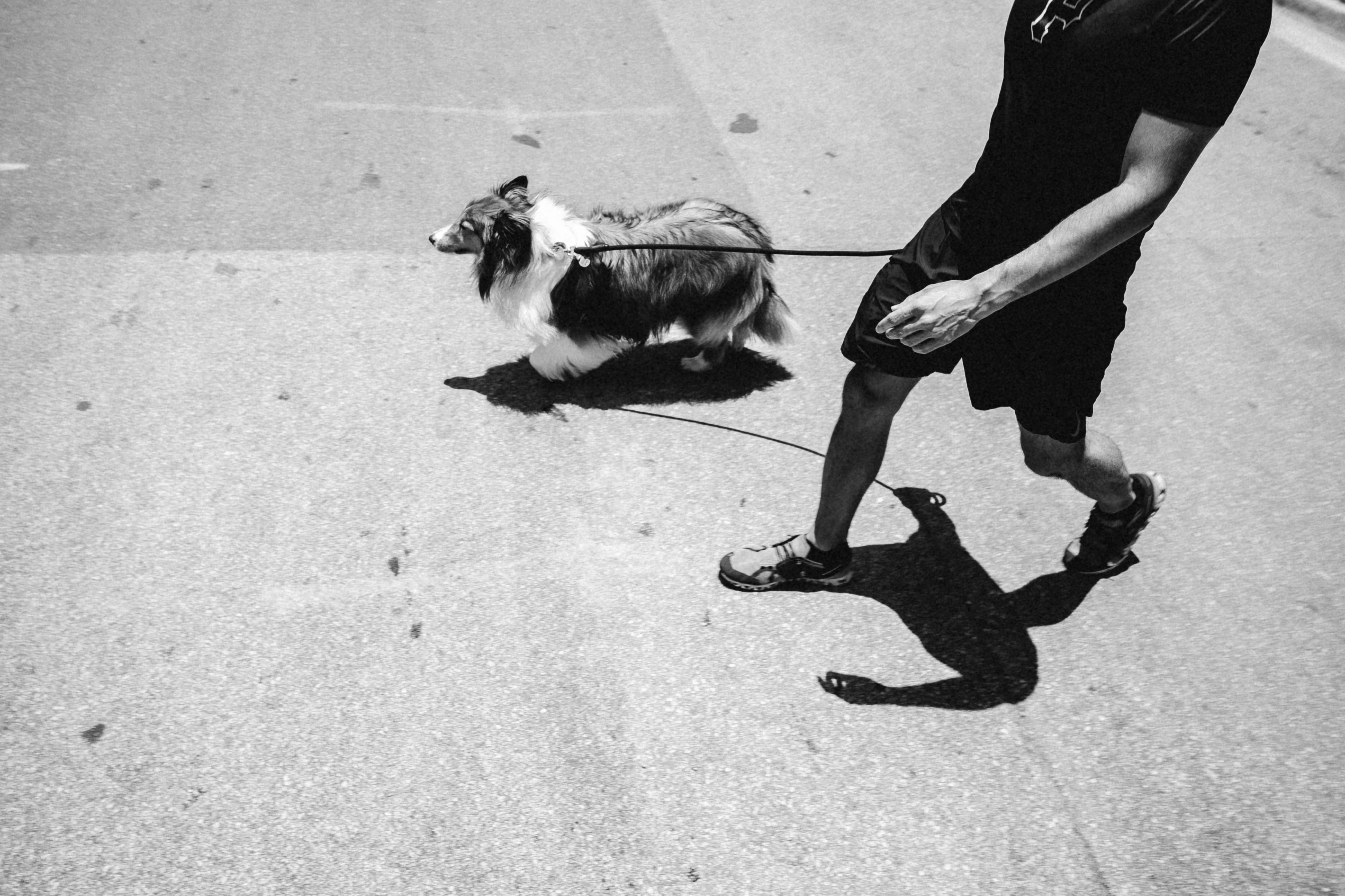 a man walking a small dog on a leash