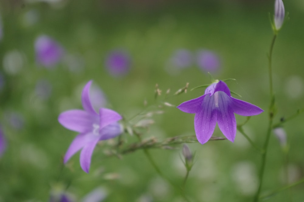 a close up of purple flowers in a field