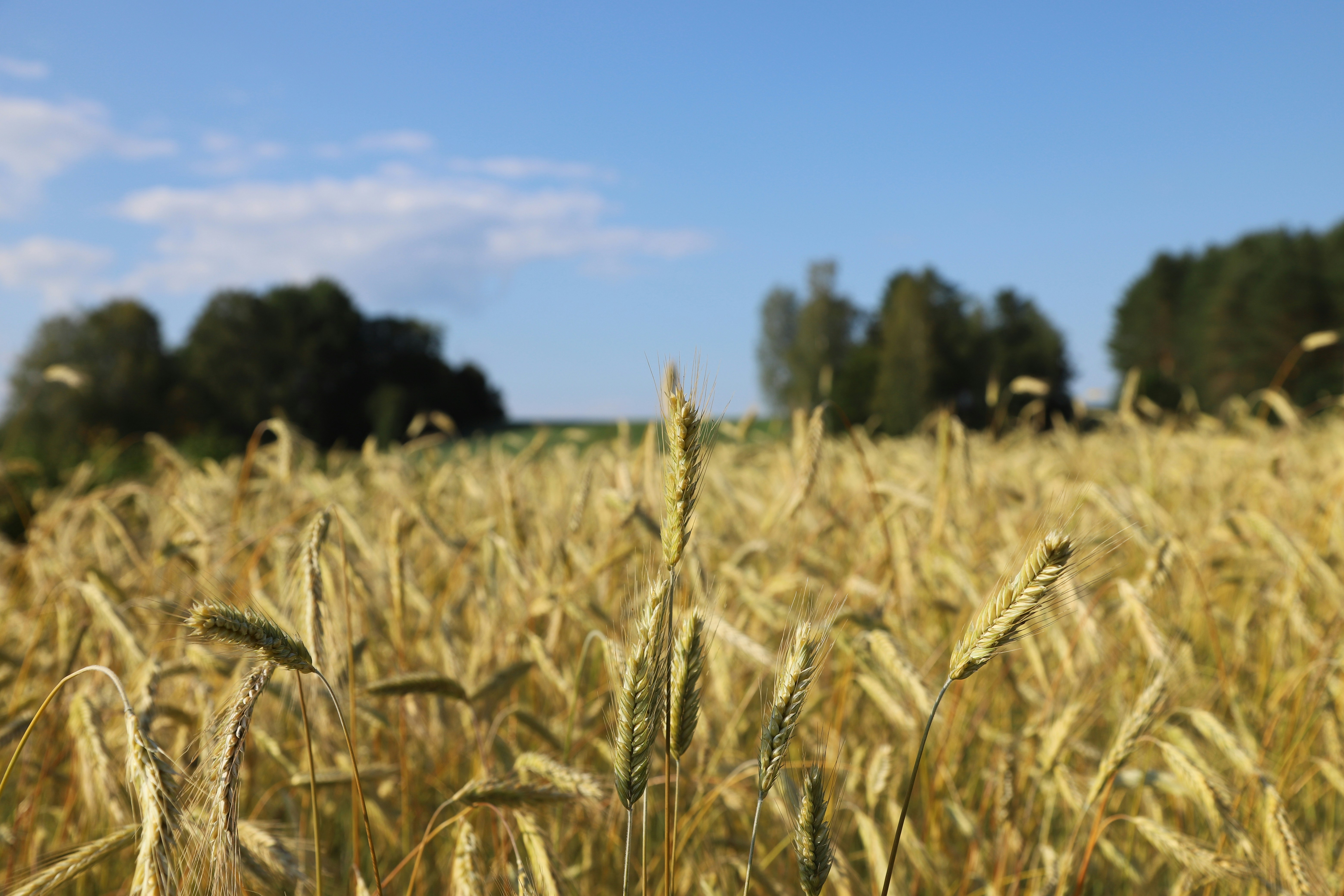US Farm Sector Gains as China Soybean Purchases Rebound Sharply