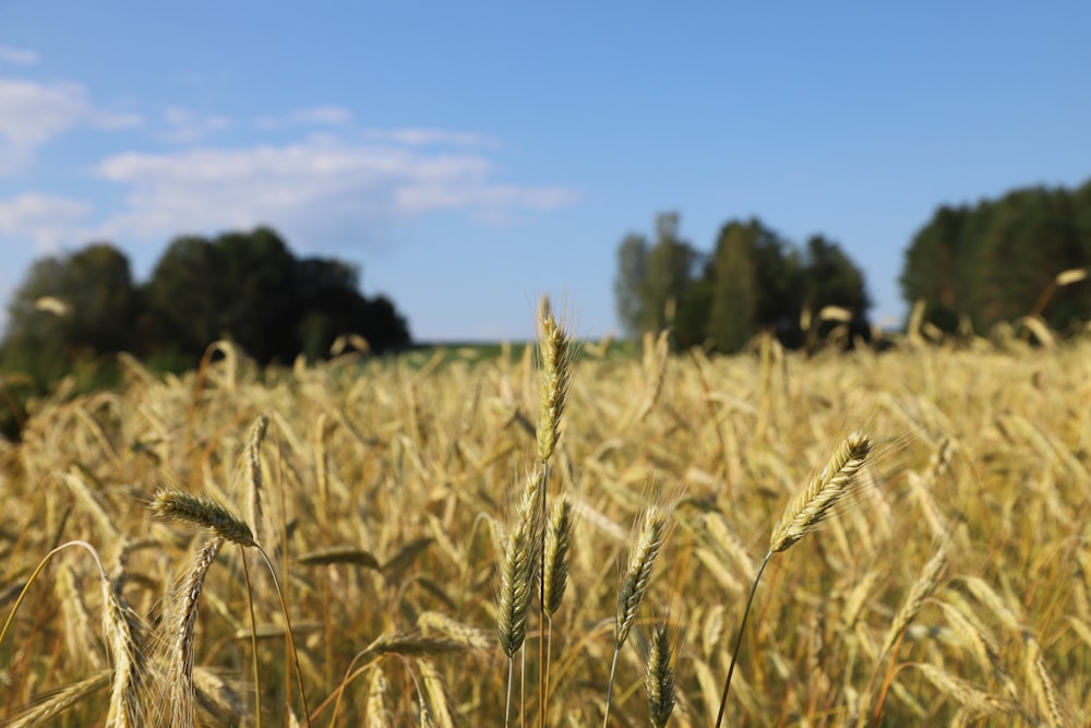 a field of wheat with trees in the background