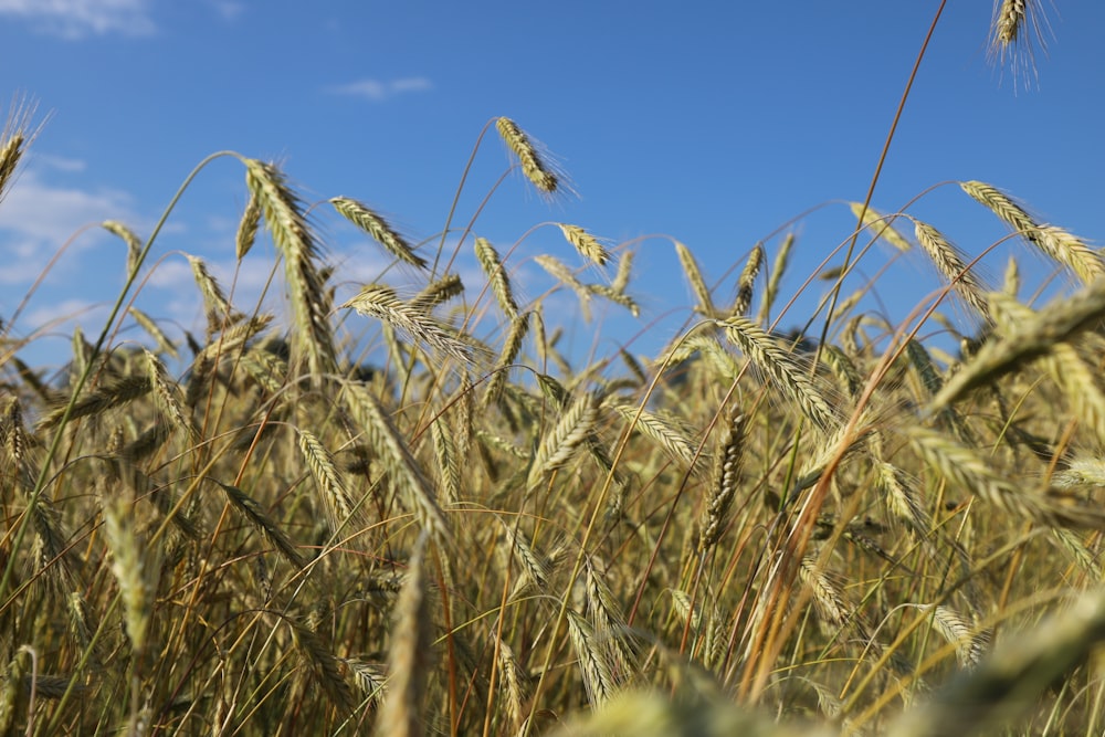 Un campo de trigo con un cielo azul en el fondo