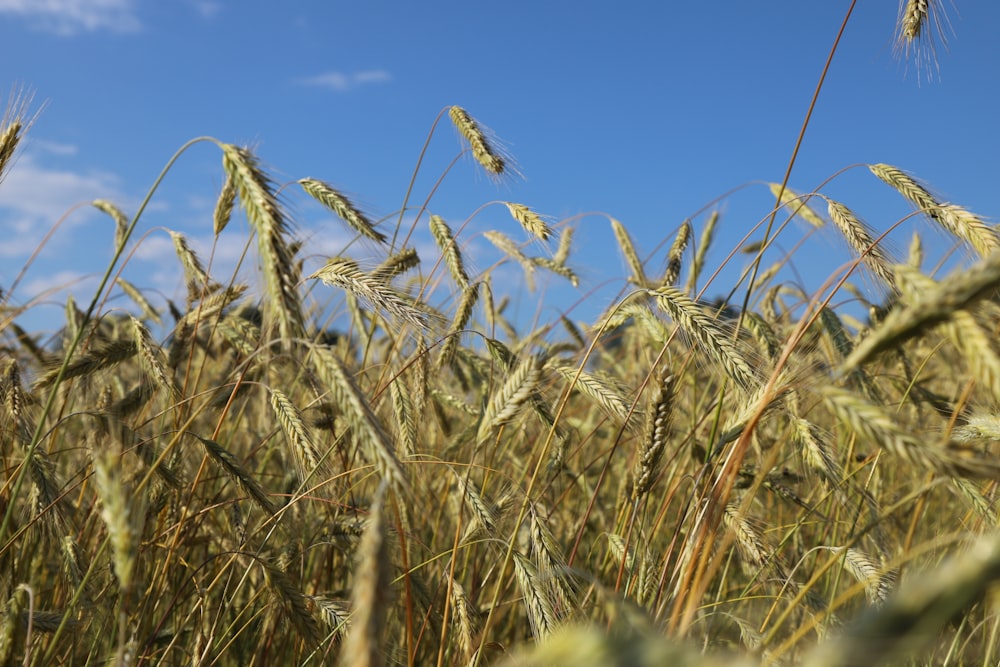 a field of wheat with a blue sky in the background