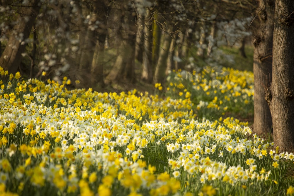 a field full of yellow and white flowers