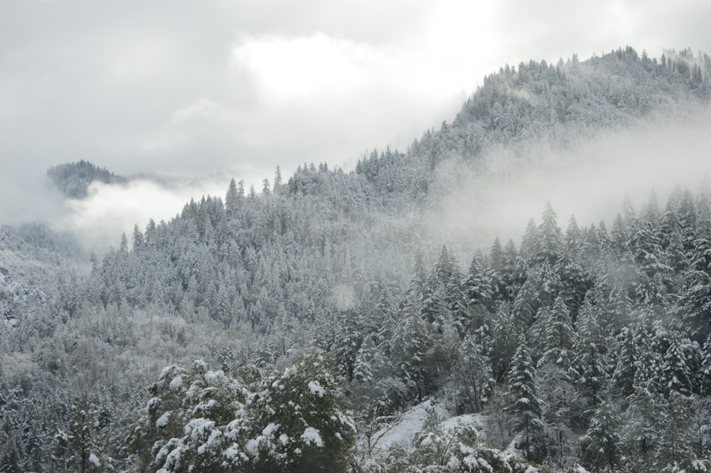 a mountain covered in snow with trees in the foreground