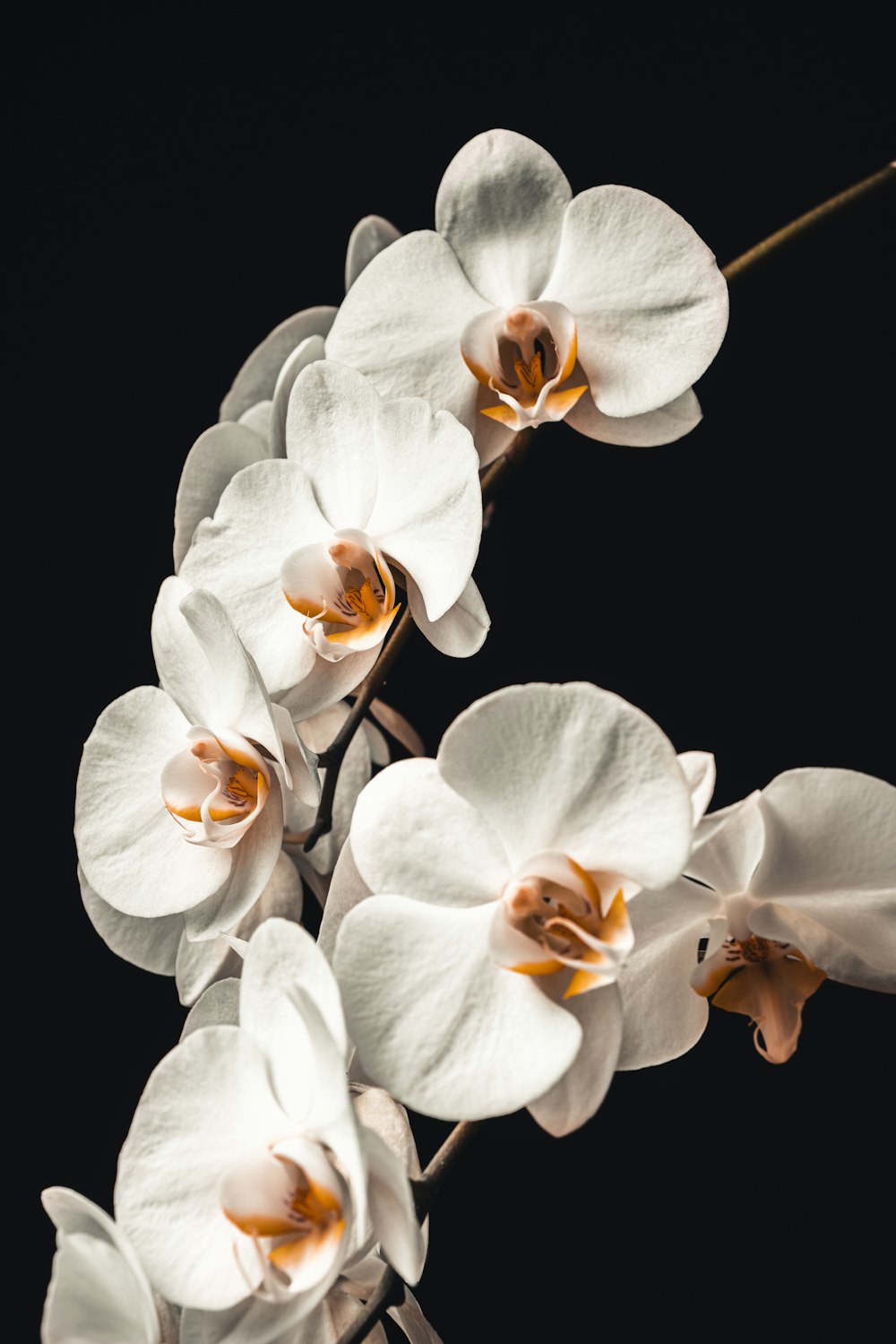 a bunch of white flowers on a black background