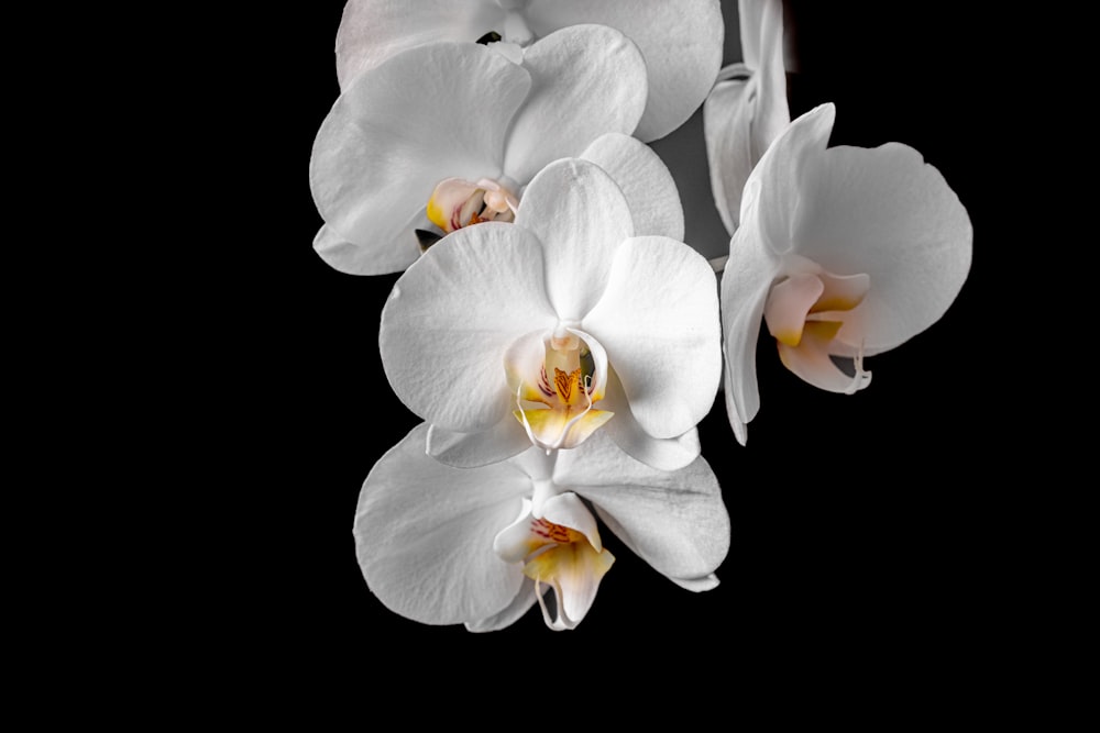 a group of white flowers on a black background