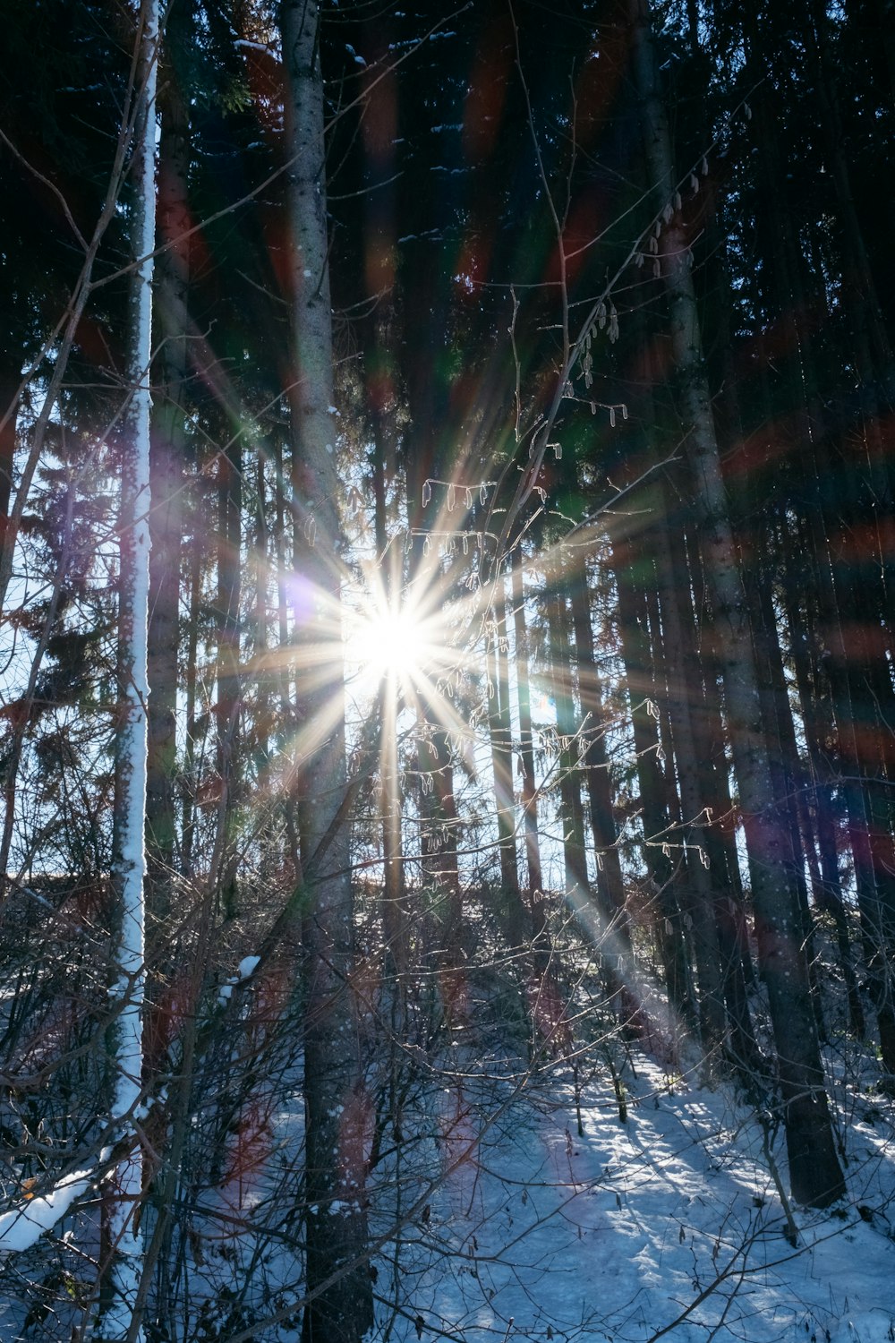 the sun is shining through the trees in the woods