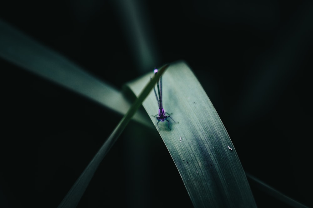 a close up of a leaf with a bug on it