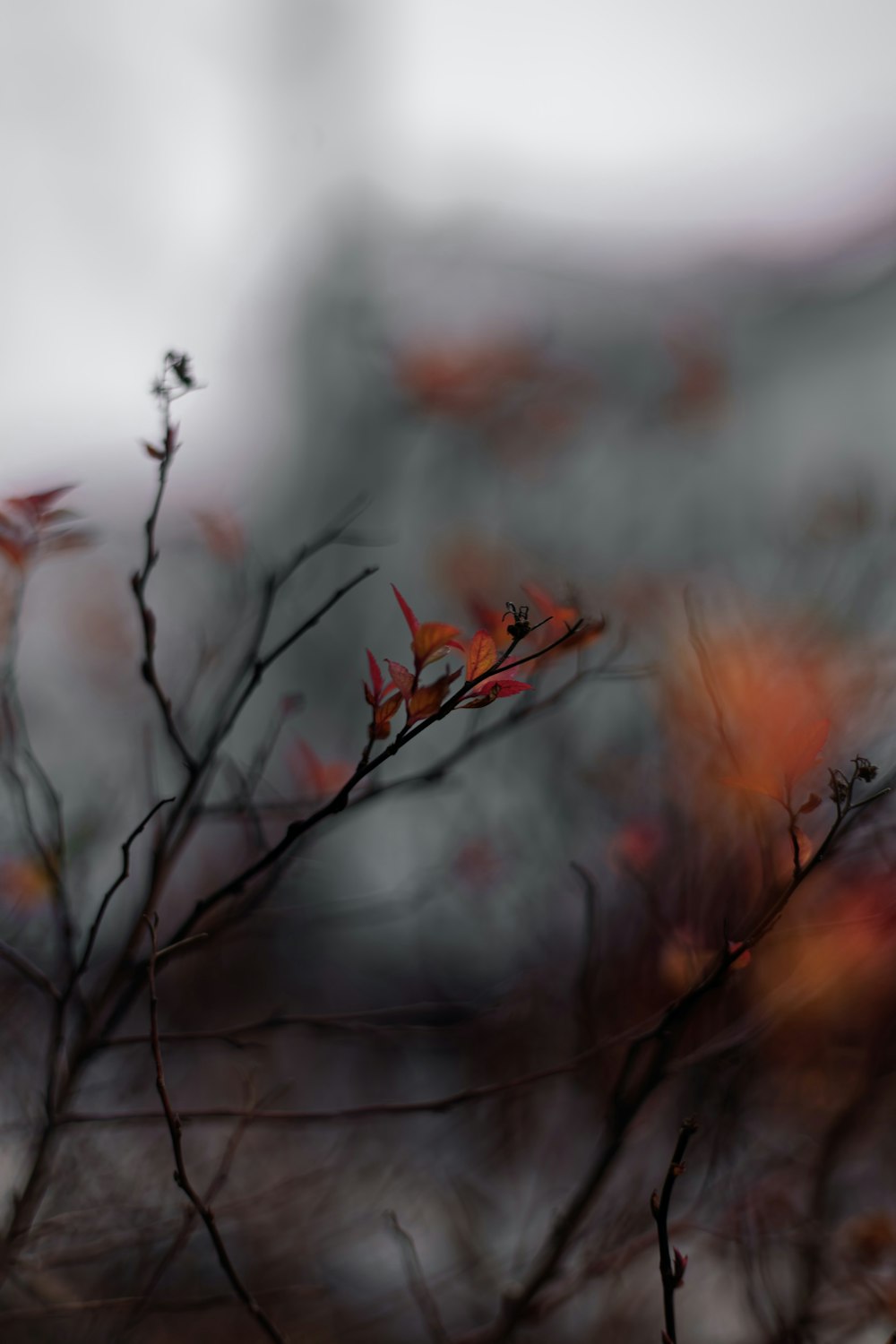 a blurry photo of a tree with red leaves